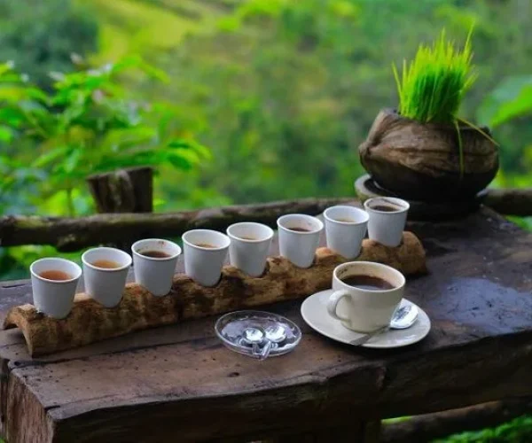 Coffee Plantation Bali Destination Delight